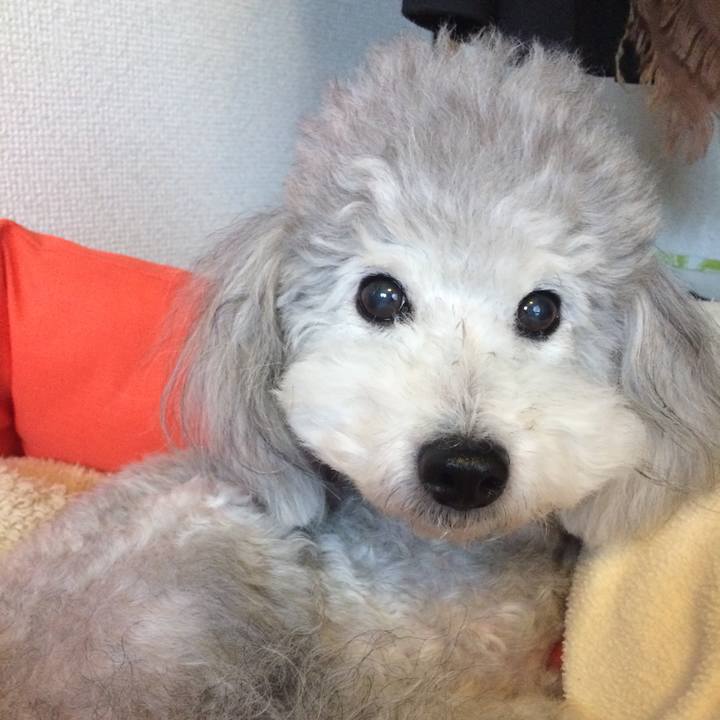 E89c2d10 dd05 47e0 91a4 69cd0b1a9351 1509577884734