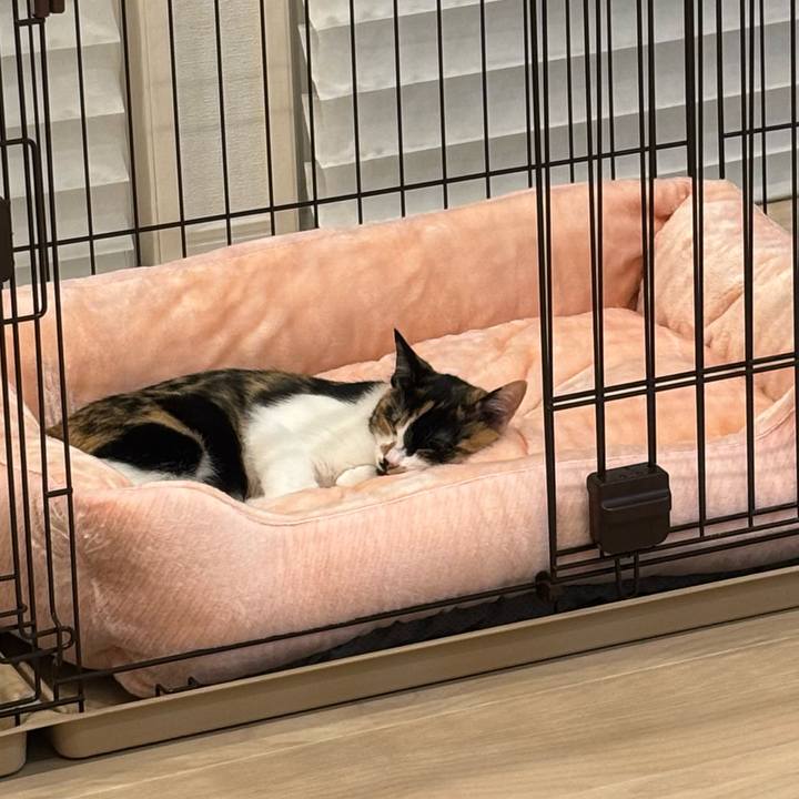 E89c82cf 9411 4dc5 bf52 18cdeec3027e 1762161030948