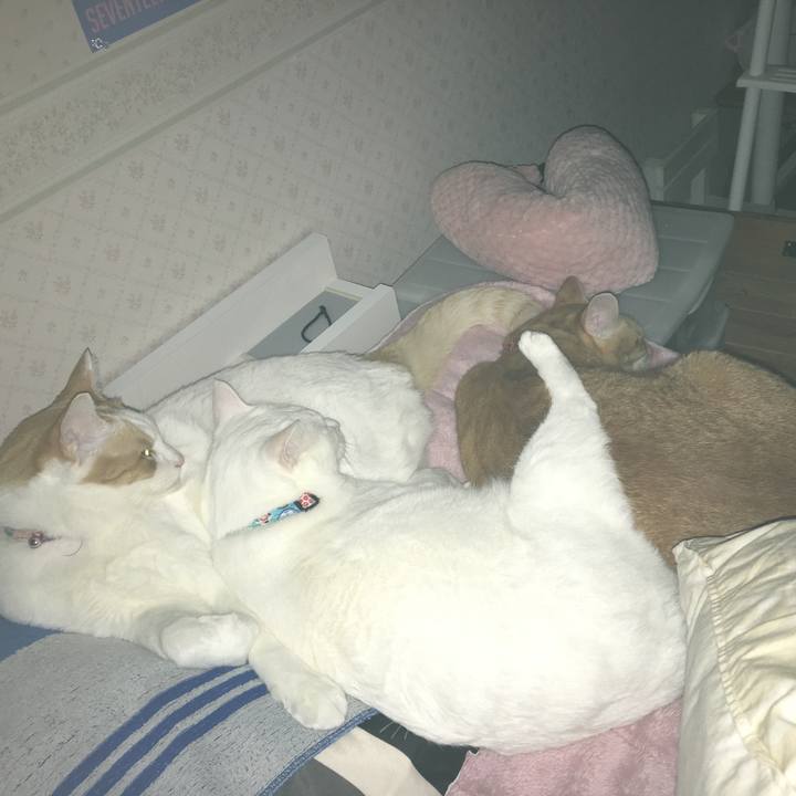 E89d49f8 f91c 4636 a43c 2e7496474c5a 1541895548353