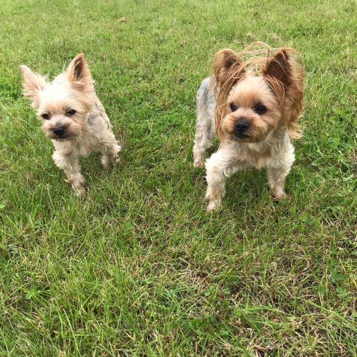 E89dfc0d e033 4ddd a0db cec88c76f620 1602231454538