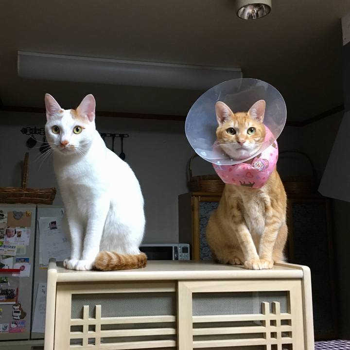 E8a02068 bbb4 42a7 80db 0f13e4bd56ef 1524929400361