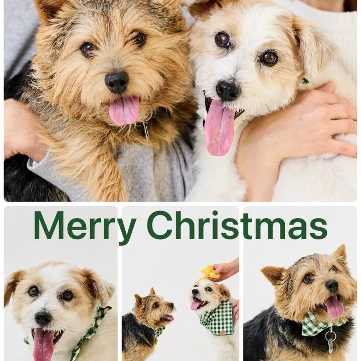 E8a0f8bf ec98 4f7e b003 5e0d0d4744ee 1766618886513