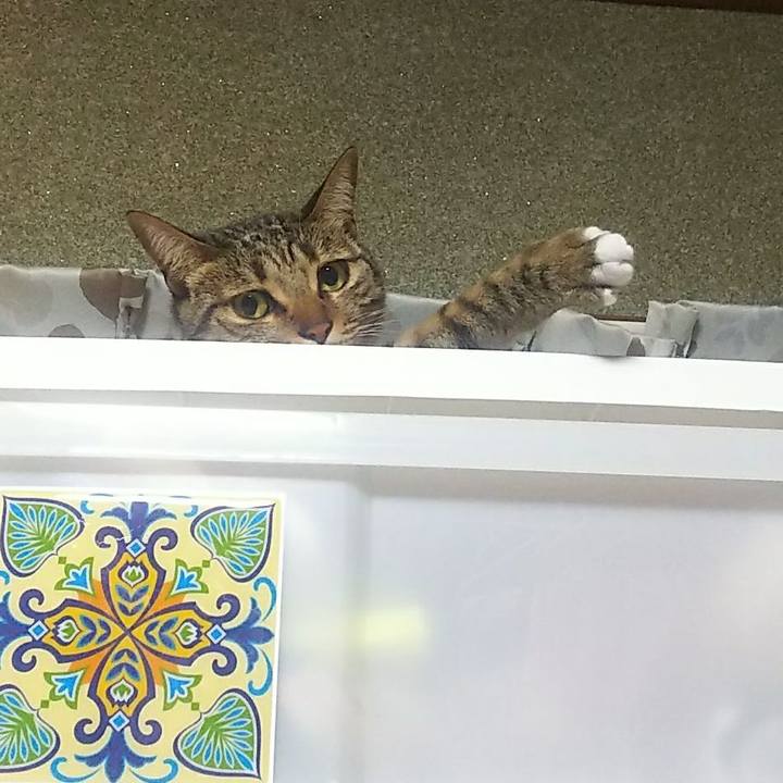 E8a2be03 c286 4c3e a7e9 271403947770 1763219055147