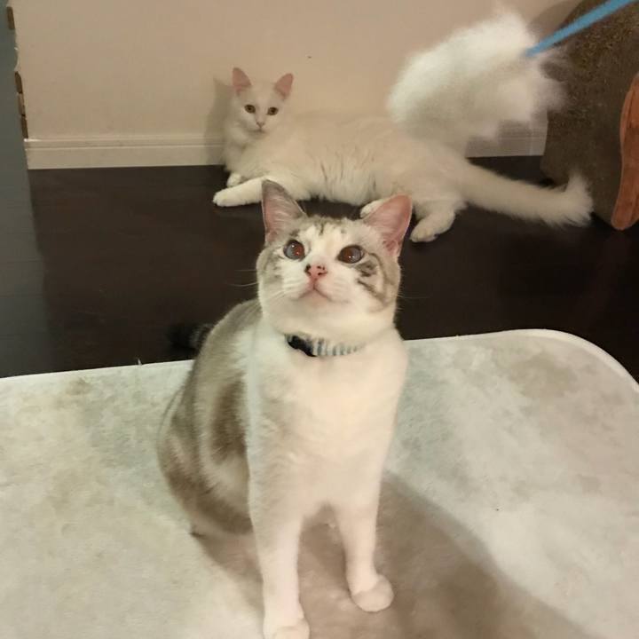 E8a4c0c1 cd08 4866 82ca e30765c722fc 1537617819978