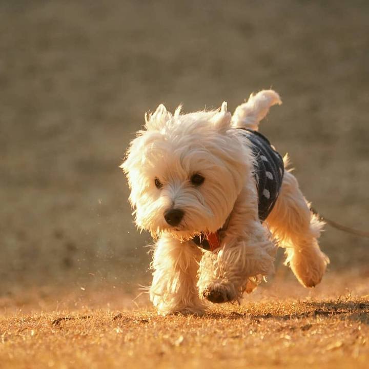 E8a4f9f4 84fc 443b 8a72 db2d0e3b1e91 1515671964070