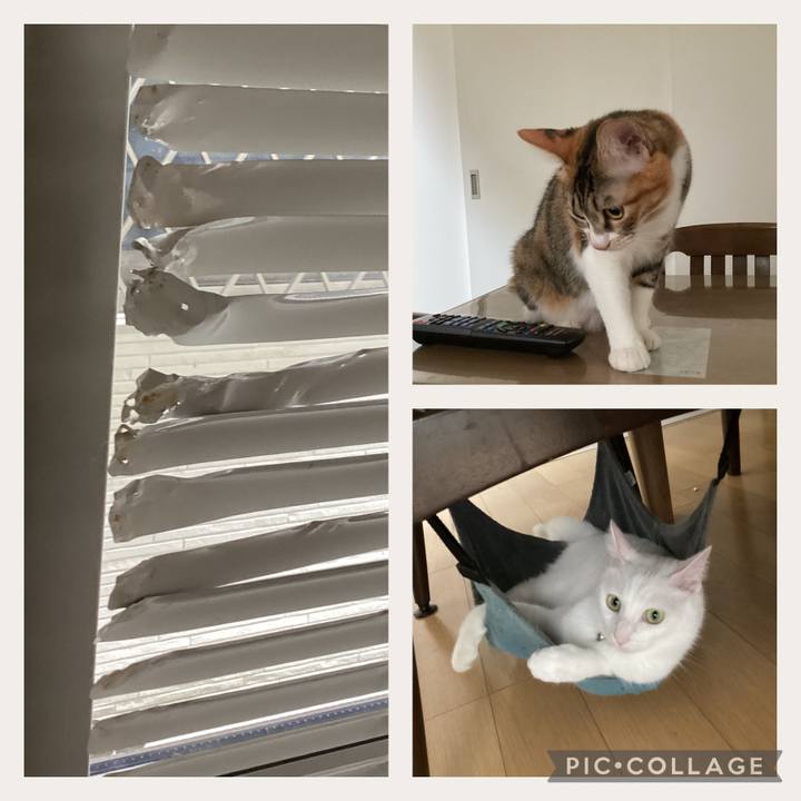 E8a6d60e 2550 4edf 80df 5ace63cdb6bf 1664068572663