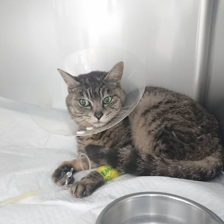 E8a71a6e 615a 4928 bc8f 69eeefc51b31 1585639862325