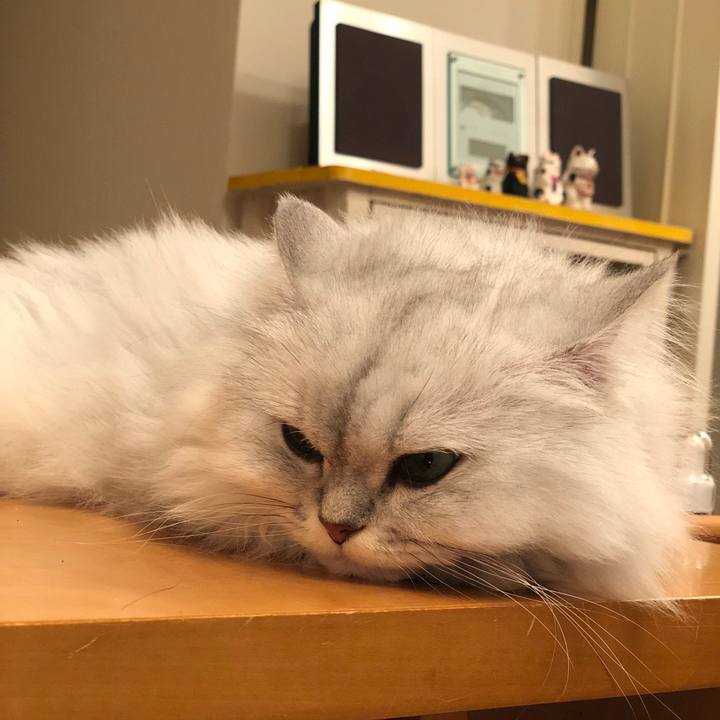 E8a86ac7 dd6a 4c9b af71 99ca915f3233 1534679034394