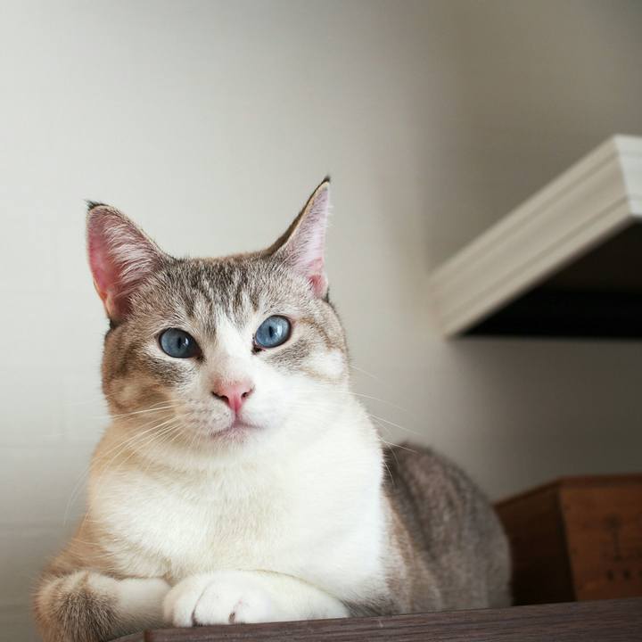 E8ab1248 b503 4cbc a21d d05b853d48e5 1538792624260