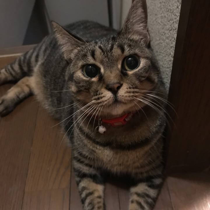 E8ad4ffc 3870 4e2d b14d ec8b35f78b6e 1540214377055