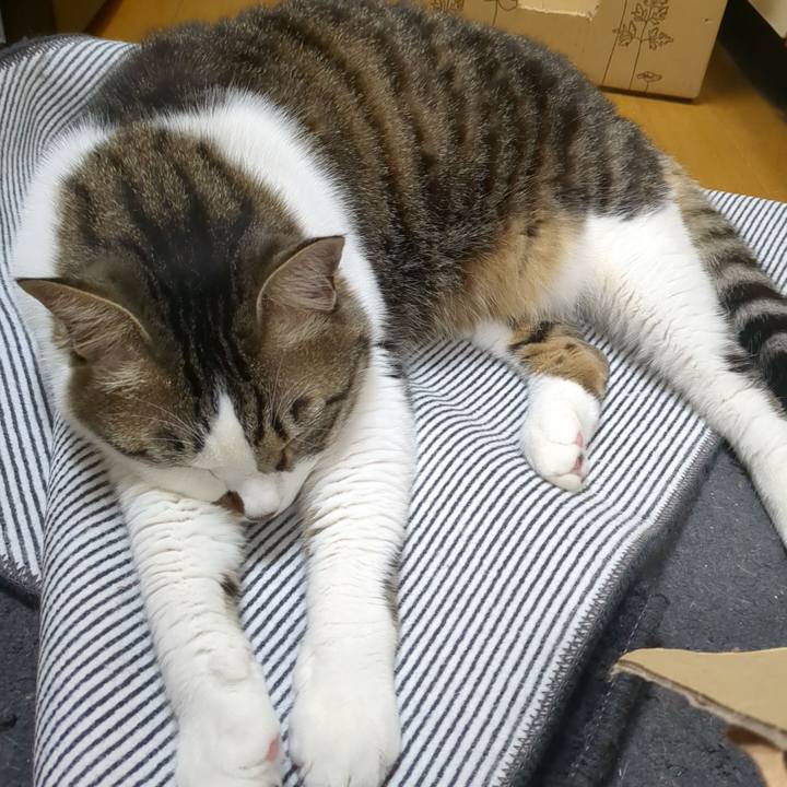 E8af09e0 1d34 4e56 8cb9 1df2818bead7 1681879779490