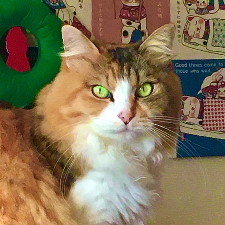 E8af7154 d84c 4cc3 9cb2 f836a5a863ba 1606258027586