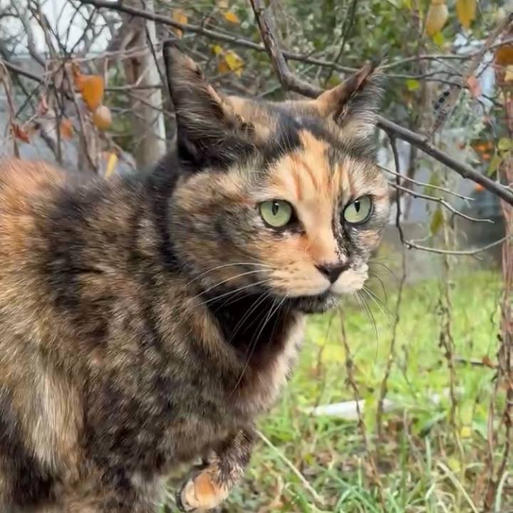 E8afe6b2 b880 4388 b7be 58ecb324ae11 1767959523948