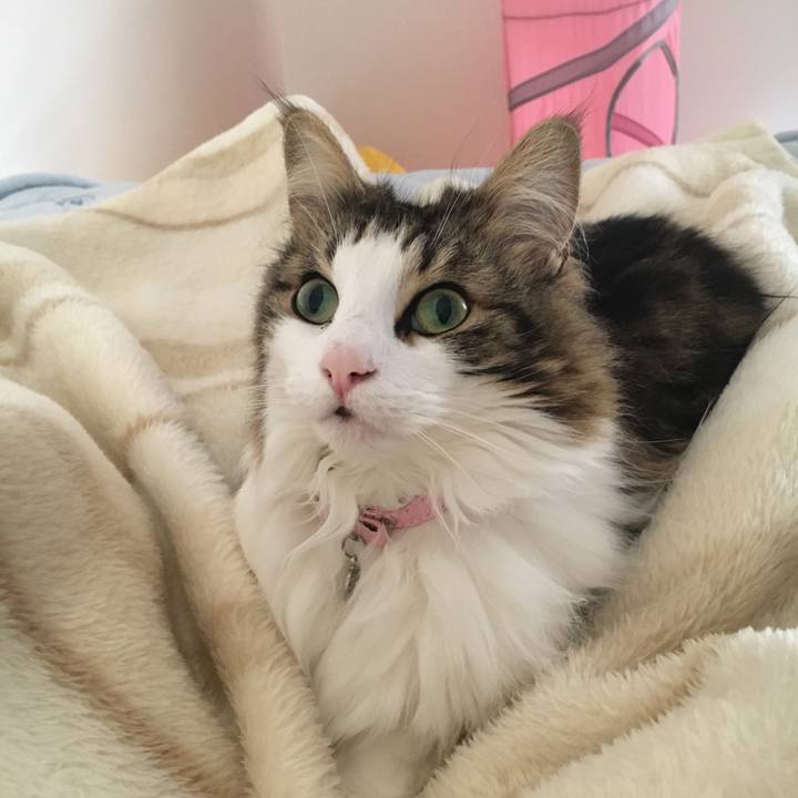 E8b1e8ff f79f 46c8 925f 9cf0441c4ada 1522743326723