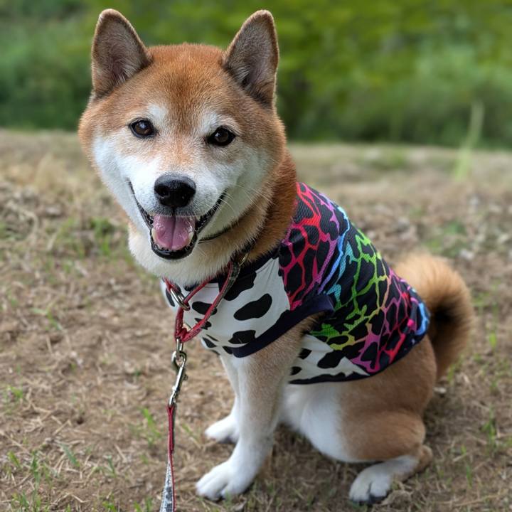 E8b60dbe 3c90 44f8 b1c4 8f68038c9ca4 1757984007392