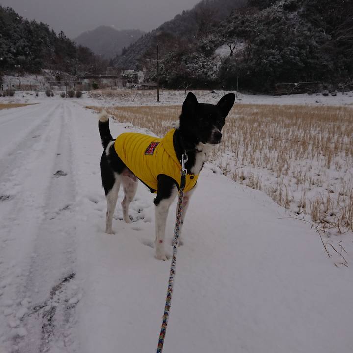 E8b8a85f 15ce 4333 8d92 add6bad49cbf 1516893417402