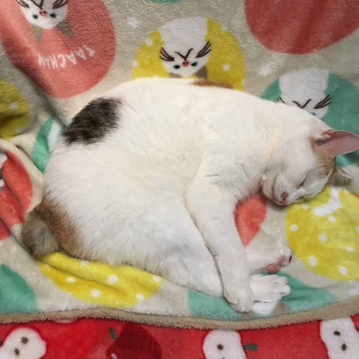 E8b8e507 4315 4eef bab7 74cb92391135 1516619474647