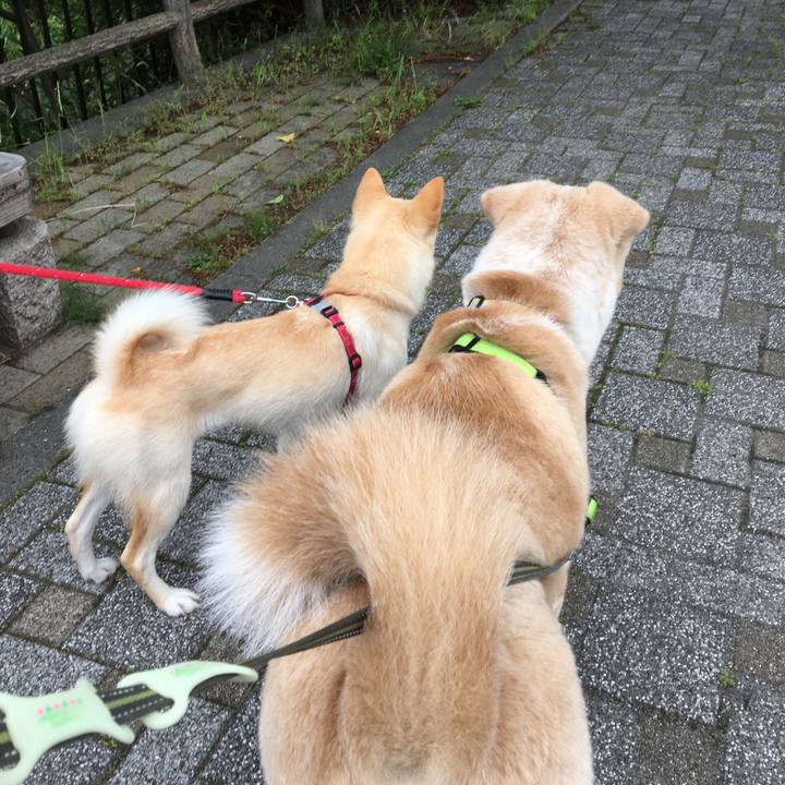 E8b8ecdb 85f0 4c32 a503 80ebe9944b6b 1527294281931