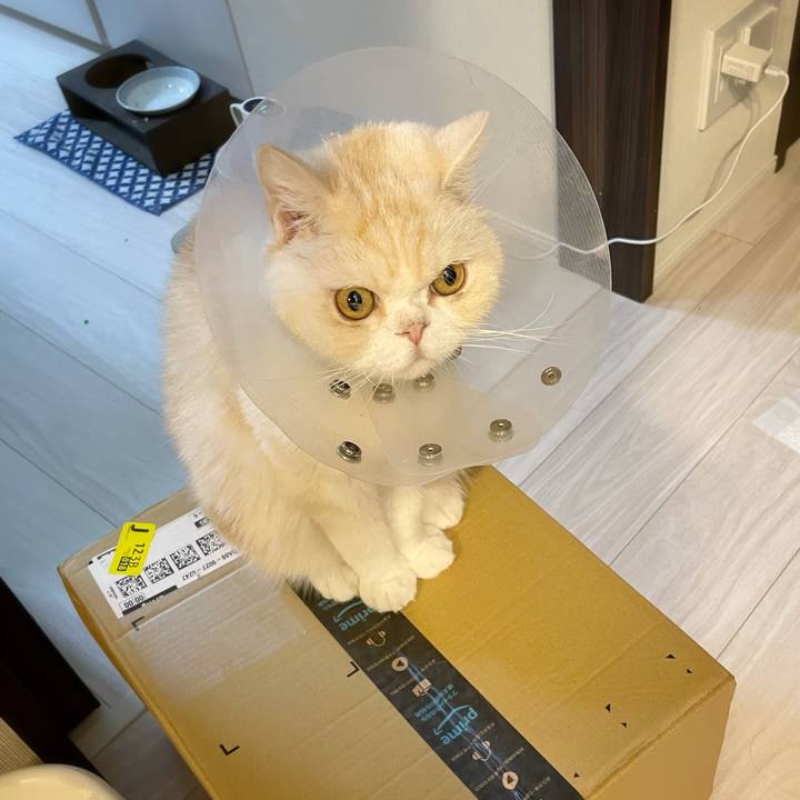 E8bf0d2c 181e 4138 b2db 1468119a7307 1757328950585