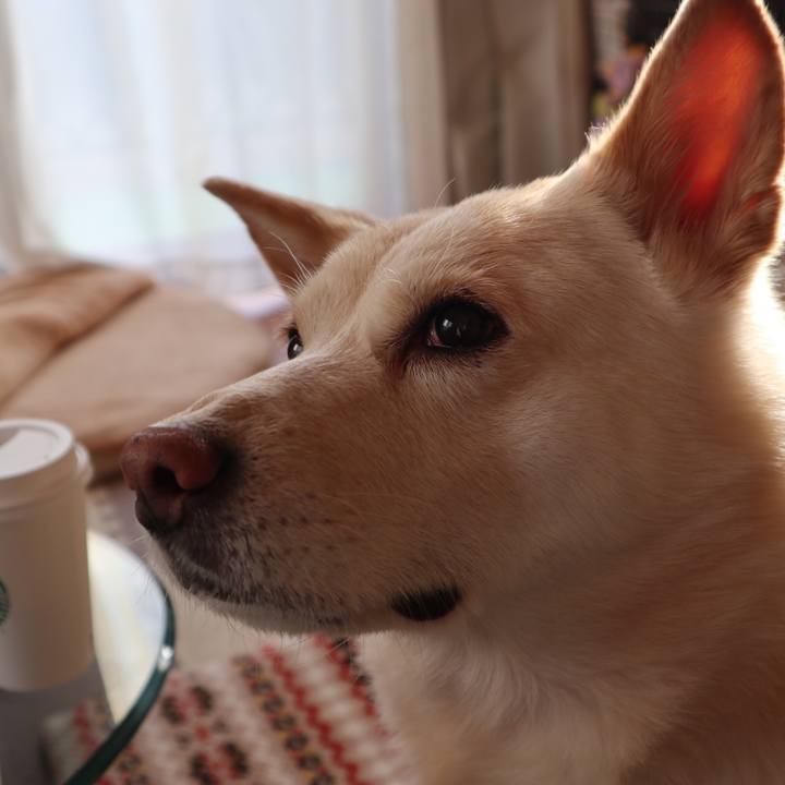 E8bf9b2b 50c3 4020 8347 aad50464b22e 1518011108535