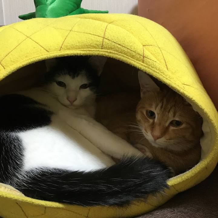 E8c14bbe d8ac 4eeb a31f fea3b45ab87e 1509965792085