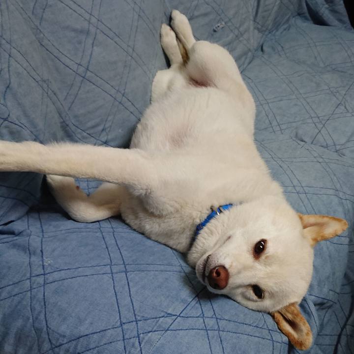 E8c1c7b5 ed79 4eb4 bf70 59d73d77d2c4 1556718926369