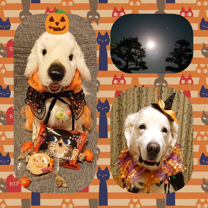 E8c21fdc 52d2 4f5f a0c1 7e27d0aa2ba1 1604152611558