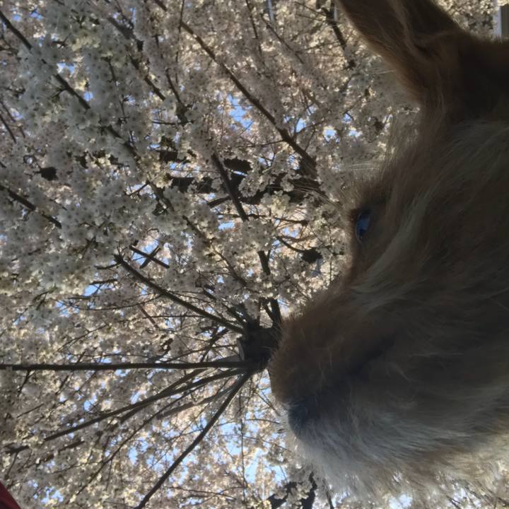 E8c26d59 9cde 4bb8 b923 a726fdefbc1a 1523347836770