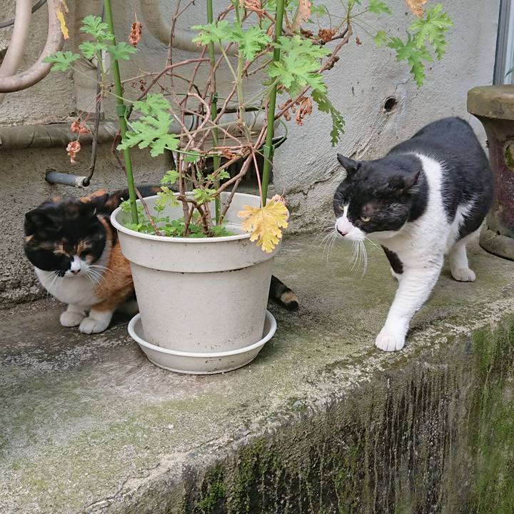 E8c566ca 287f 4cde b338 4be065efbefb 1586474255966