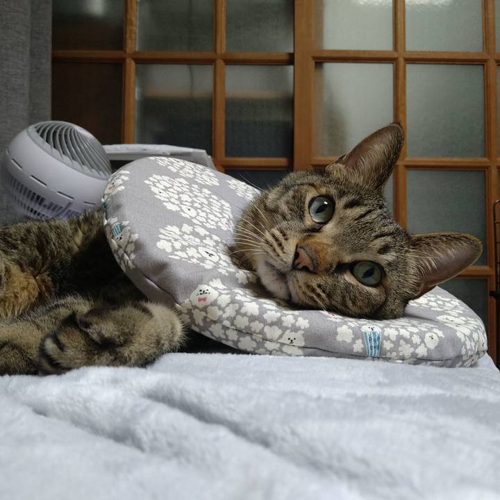 E8c659c9 a214 4e1d 9a9e a22510300692 1739181527853