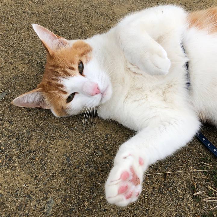 E8c65cad b2fe 4598 a7dc 073429c60777 1553134245446