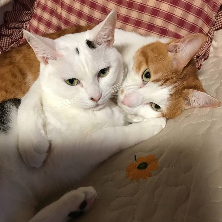 E8c99256 922b 4fe6 ad1c dc93834bd762 1540298255252