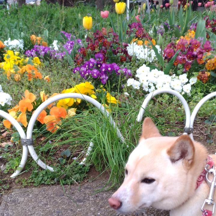 E8cde8f8 b91f 4ff2 a69e d467510caf26 1554293587877