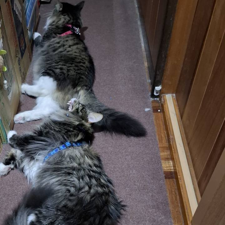 E8ce7845 8834 4f88 a5a0 b361df21c536 1746153985459