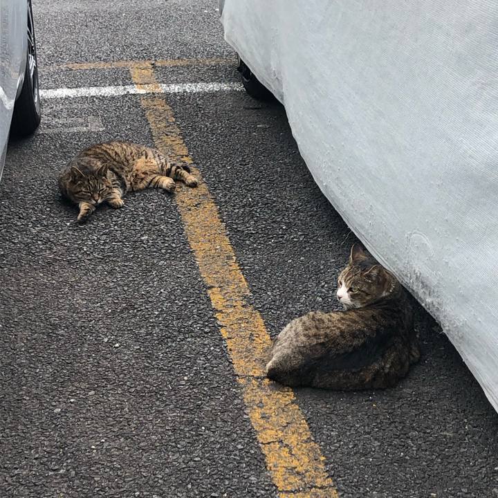 E8d099d8 2e6b 479d 8832 1334792aa635 1589717634814