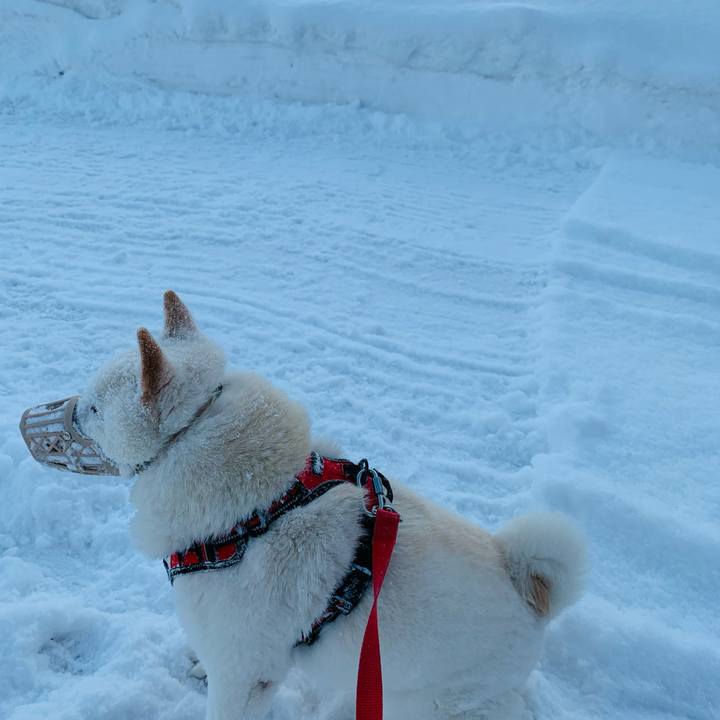 E8d226fe ab65 4d70 8e1d 1601b7a35521 1611465675822