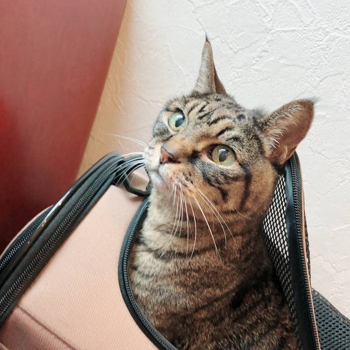 E8d262dc 349e 4b4e 906c d5d91cd45c3d 1541585254710