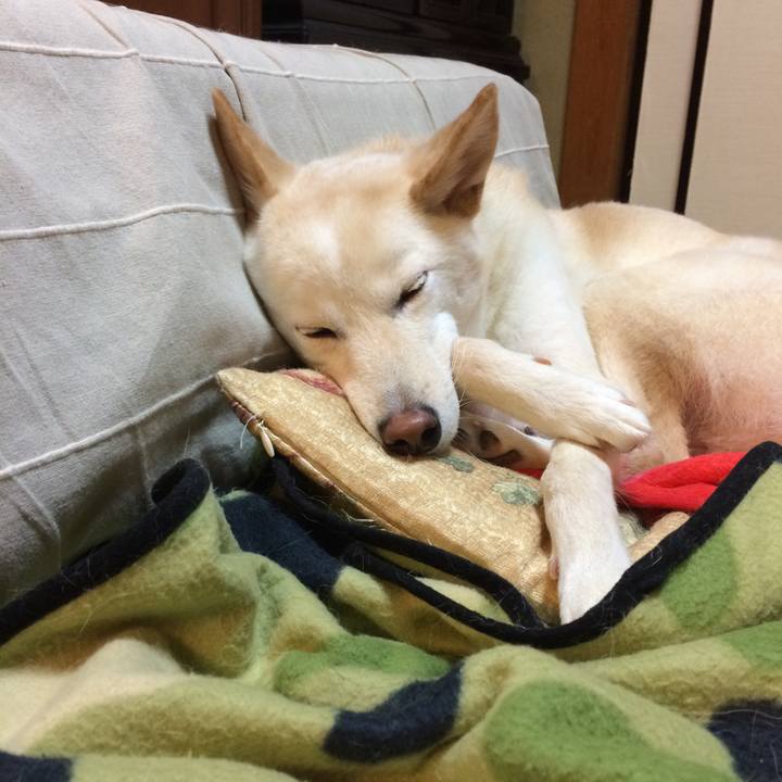 E8d8a72b 27f2 4836 9c08 f160cd465628 1510661978761