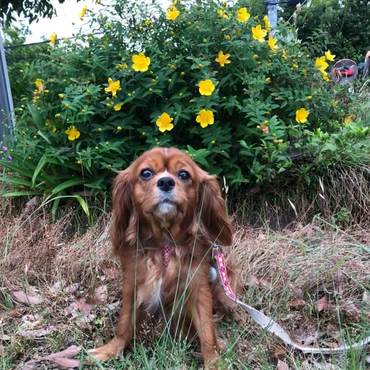 E8da34c1 eea8 455b a3aa ae07e657225e 1590937428230