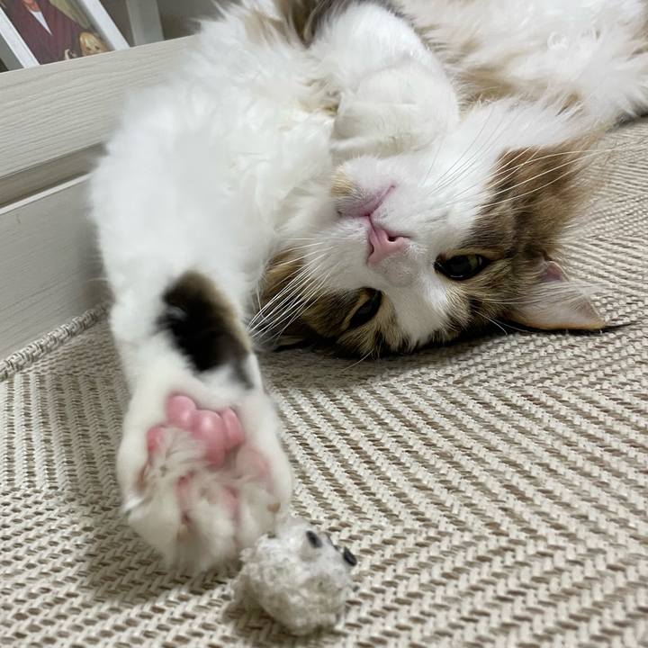 E8dabaee d2e3 4ae4 9abe 03351a256d22 1671484285998