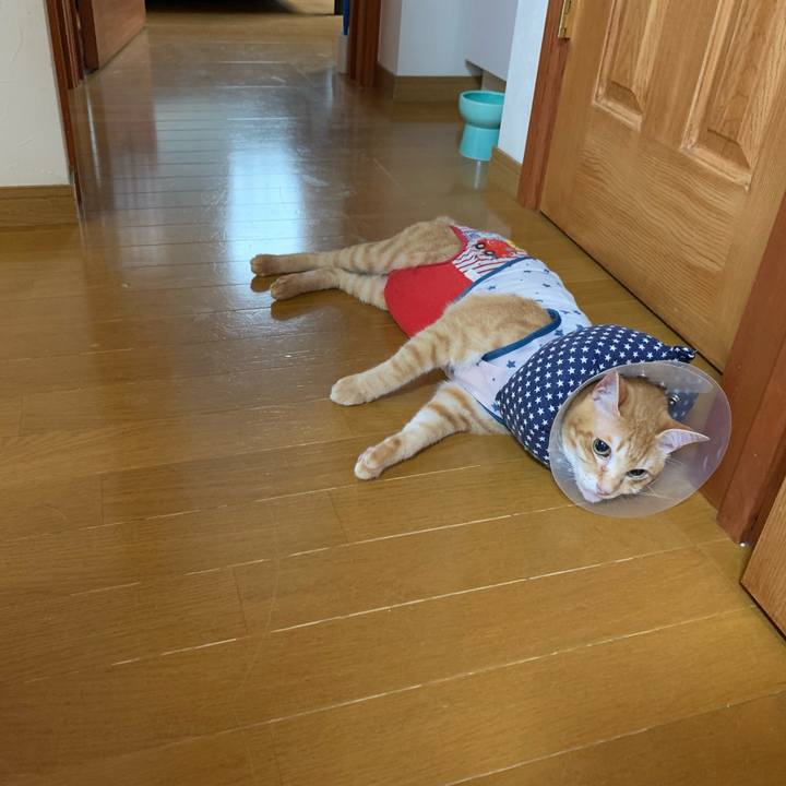 E8de1c57 9a49 4340 b256 63d025ba71bb 1629925966822