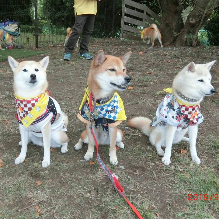 E8de518e 6db9 4ec3 a544 b528dadd7f38 1569681463824