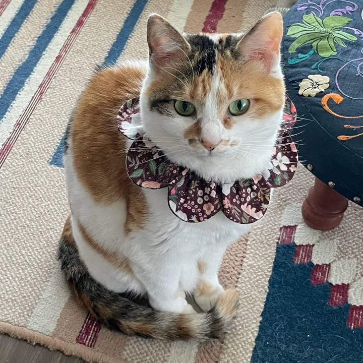 E8de62e1 8e32 4835 a440 5881bddb8bcd 1746056122201