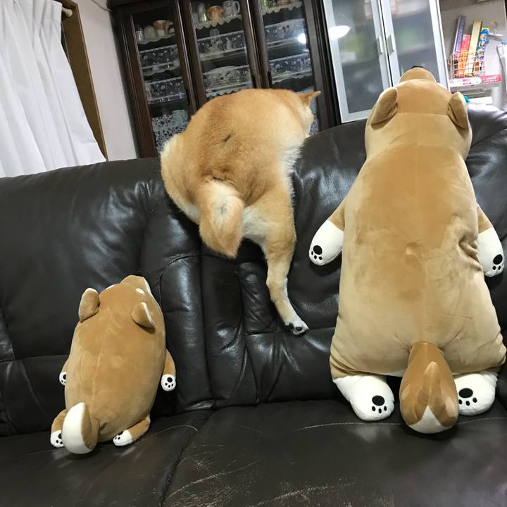 E8dfbd46 9da9 42ff 928f 21d0af0c7af6 1531139115566