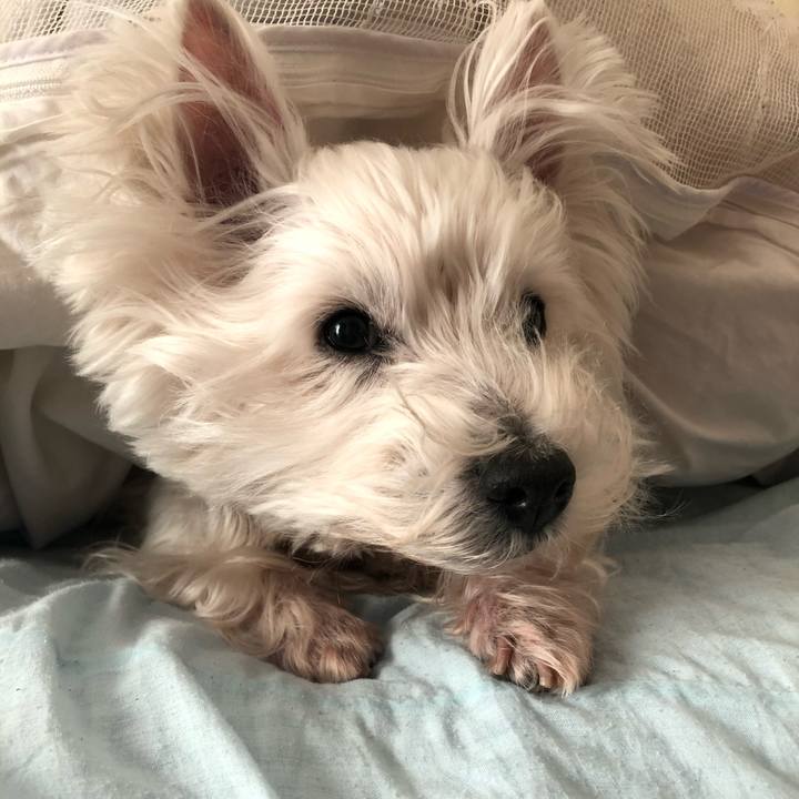 E8dffef1 b18c 4e46 8603 e20b16b724d3 1578105384329