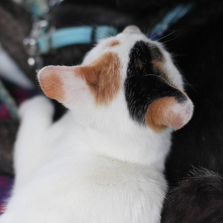 E8e0cf2d 57f6 4cfe 985c ae0848b29677 1541640203197