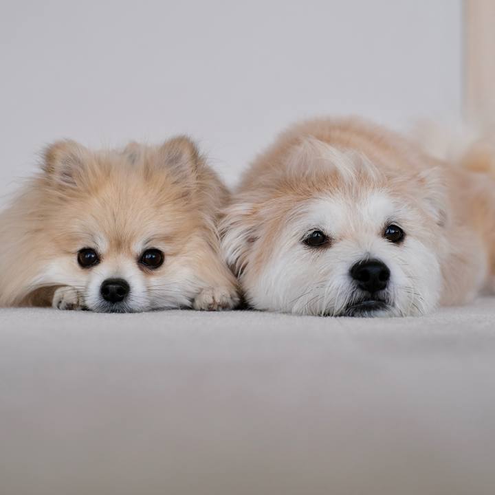 E8e1ba22 448d 4b4e 9d83 0a4f1ef2860a 1774562886375