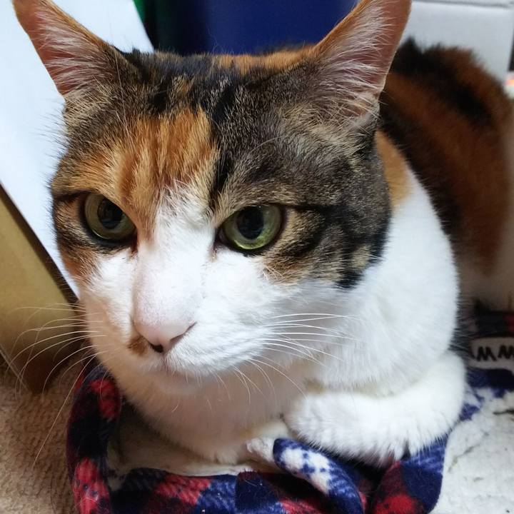 E8e441a3 6d40 4ce4 8e93 984becc8fca7 1558907306065