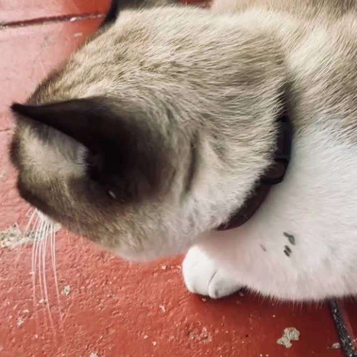 E8e4e8f0 2eac 4a5f 973c 9ff91ca463ba 1729927772079