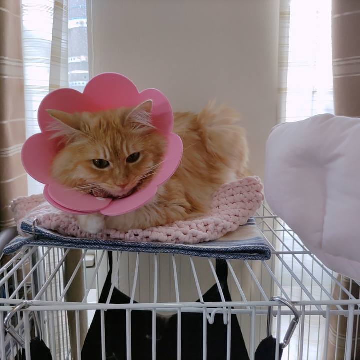 E8e612a3 55e9 4fb9 88dd b85fed263161 1687245771316